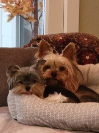 Наши друганы ! Два мальчика, сидят вместе, спят вместе, вместе шкодят !