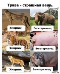 Это свиньи то - вегетарианцы??? Ну-ну. Расскажите об этом лесным хрюшкам, при случае.)))))))
p.s. Бегемот - вообще отмороженный представитель этого отряда, которого львы стороной обходят.