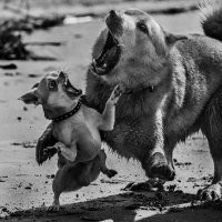 20 фотографий, которые доказывают, что один питомец - хорошо, а два - лучше