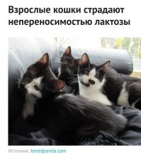 Вот это совершенно точно. Мои фигачат молоко, творог и сметану так что за ушами трещит. Сразу видно - непереносимость.