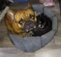 20 фотографий, которые доказывают, что один питомец - хорошо, а два - лучше