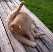 Анекдоты в&nbsp;картинках