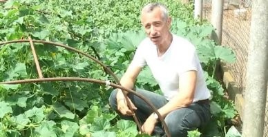 Новый мировой рекорд: картофель весом 7,9 кг