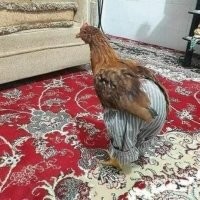 Памперсы не обещаю, но...