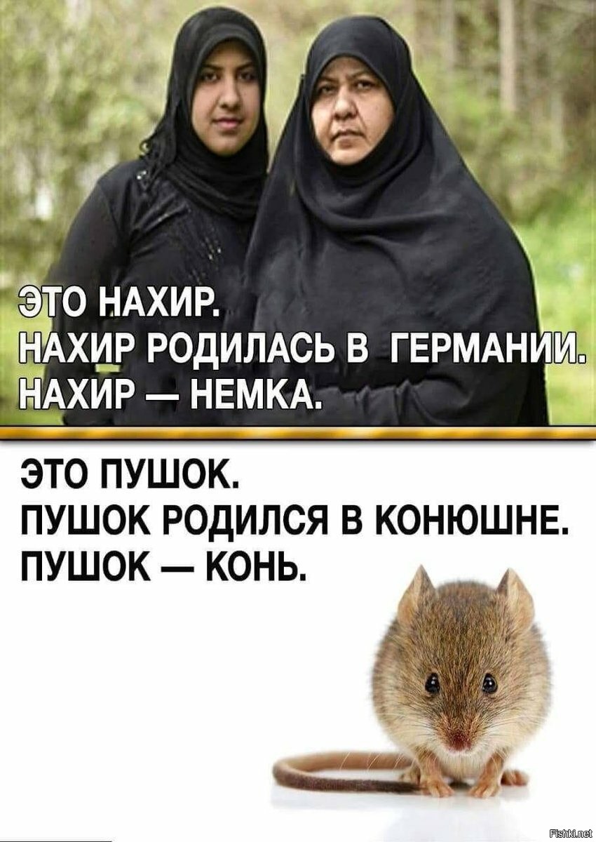 Пушок родился в конюшне