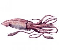 Все что вам нужно знать о сериале "игра в кальмара"
Это кальмар:

А это поле для игры в "кальмара" названное так из за схожести с кальмаром.