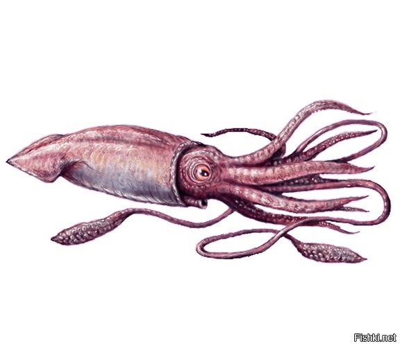 Все что вам нужно знать о сериале "игра в кальмара"
Это кальмар:

А это поле для игры в "кальмара" названное так из за схожести с кальмаром.