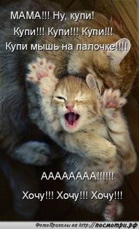 Кошка достала котёнку его любимую игрушку