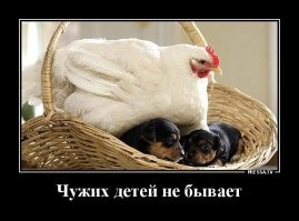 То ест из "Ну, погоди!" всё таки вырезали сцены секса. Волк то успел до подхода Петуха