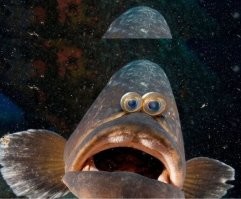 Думаю рыбы будут не согласны...