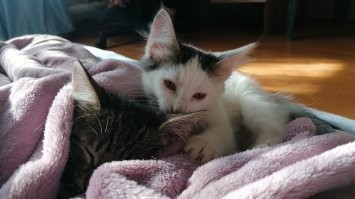 Демотиваторы: от коровок до курьеров 