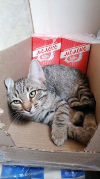 Демотиваторы: от коровок до курьеров 