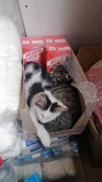 Демотиваторы: от коровок до курьеров 