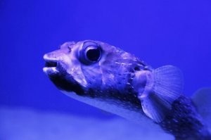 это не капля, какой кузовок иглобрюхий. а вот какой тот карась, до того, как его к чертям от перемены давления при подъеме с глубины расколбасивает.