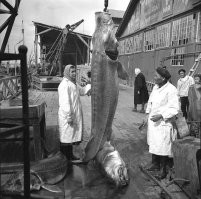 Добыча черной икры в СССР 60-х