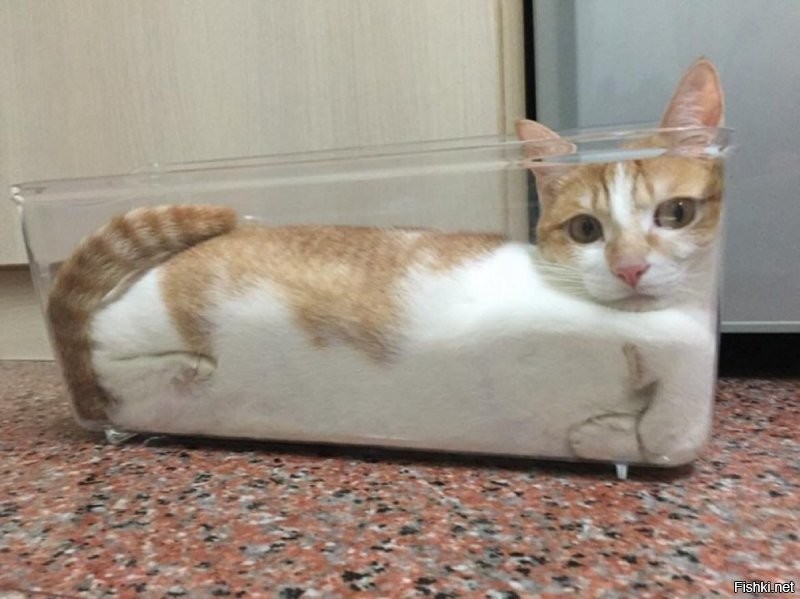 Кот   это жидкость Кошки, наверное, самые загадочные домашние животные. Сколько вокруг них суеверий. Но есть ещё одно невероятное свойство кошачьих, - они обладают свойствами жидкости! Кот   вещество, имеющее очень интересные свойства. Марк-Антоний Фарден получил Шнобелевскую премию по физике за забавную теорию. Он попытался доказать, что коты   это жидкость. Основное свойство жидкости состоит в том, что она может принимать форму любой ёмкости, в которой находится. Что, собственно, отлично делают и коты.