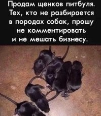 Родители думали, что купили сыну хаски - но "щенок" оказался диким животным
