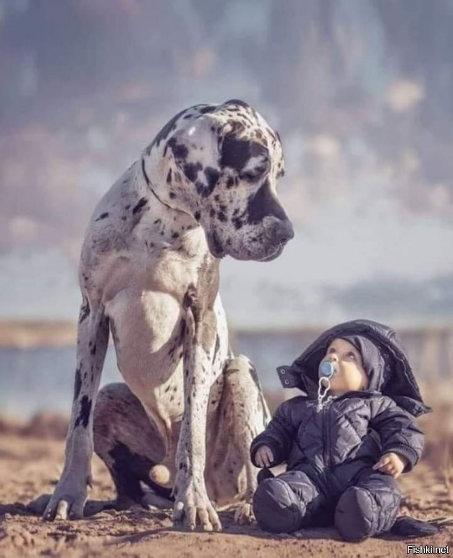 -кошки?...Ну очень наглые!..