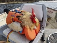 Жилет напрасно одели на петуха