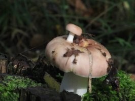 случай редкий, но не особо