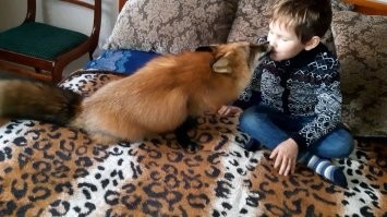 У нас и лисы добрее!:)