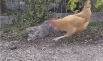 Бедная мыша, сколько охотников на неё развелось!