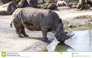 Хорошо хоть не чихуашку решили подарить. Тут вообще легко спутать было бы...