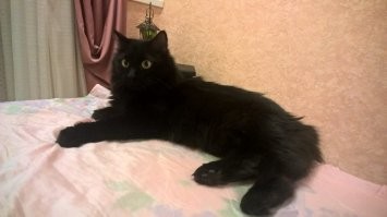 Какое чудо! Мы примерно на такое же объявление клюнули, вонА что выросло