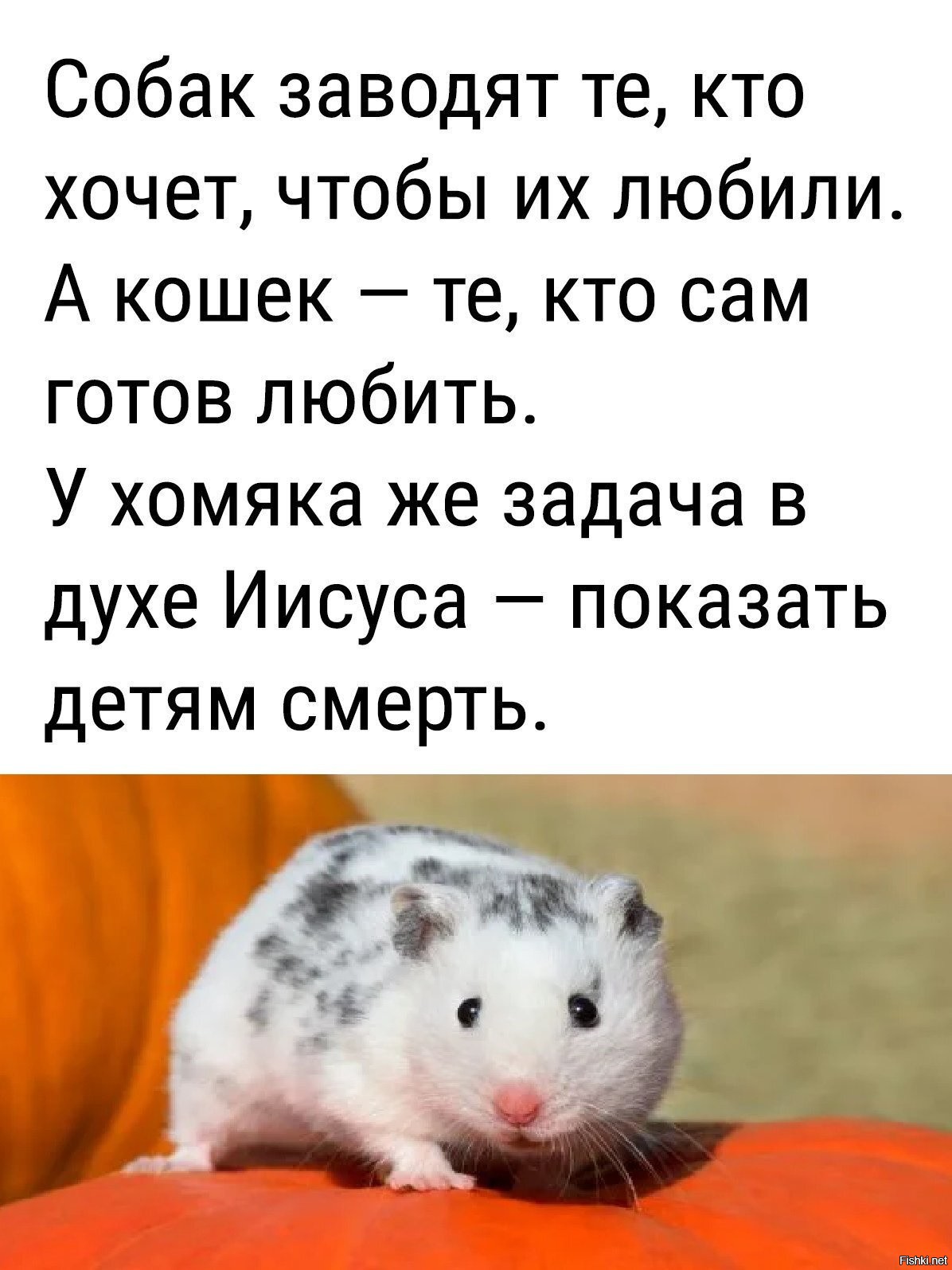 Short squeeze что это значит hamster. Хомяк показать детям смерть. Смешные стишки про хомячков. Хомячок показать детям смерть. Хомяк нужен чтобы показать детям смерть.