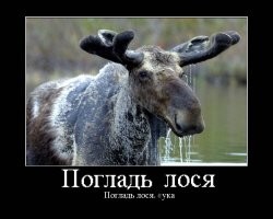 Мужик, дай рыбки: голодная лосиха застала рыбака врасплох