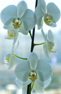 А это мой питомец...