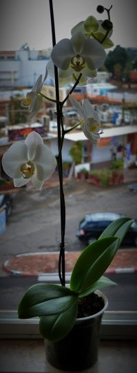 А это мой питомец...