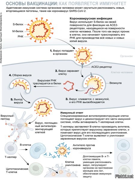 Нет, ну то, что ты хамло и идиот - уже ясно всем, мог бы лишний раз это не доказывать.

Доктор Полетаев, который не так давно отправился в мир иной,один из известнейших в России противников вакцин в принципе.

Он рассказывал чудесные истории про то, что все вакцины опасны, что они "ломают иммунную систему", что рак, диабет, рассеянный склероз и прочие кары небесные - это ответ на массовую вакцинацию, ну и, конечно, про "мировой заговор".

Полетаев - это Монтанье (лауреат Нобелевской премии, первооткрыватель ВИЧ, изобретатель методов исследования рака, который ударился в ВИЧ-диссидентство, гомеопатию, антивакцинаторство и прочее) от мира имунологии. 

Или - ещё один любимый многими альтернативно одарёнными российский учёный - профессор Савельев, который тоже много дичи несёт, даже по своей специальности.

И, в этом видео Полетаев совершенно верно заметил, что общий уровень антител конкретно к коронавирусу не отражает или отражает плохо способность организма противостоять именно этой болячке. До сих пор ВОЗ не дала конкретной цифры, какой же титр антител можно считать гарантией того, что человек не заболеет коронавирусом.
И о том, как правильно определить, действует ли вакцина или нет он тоже сказал верно. Вакцинируем одну группу и сравниваем с группой невакцинированных через год. Правда, надо оценивать не только количество переболевших, но и степень тяжести болезни.
 
Правда, иммунолог что-то не сказал конкретно о том, ЗАЧЕМ антитела вырабтываются.
Странно, а нам ещё на втором курсе на дисциплине "иммунология" рассказывали, зачем, всё таки, антитела вырабатываются.

Это не просто "информация" в ответ на чужеродное вмешательство, отправленная просто так. У нас в организме "просто так" ничего не делается. 
Это информация, которая служит сигналом "уничтожь вот это". 
Мало того: но антитела на многие патогены могут непосредственно уничтожать сами патогены, связывая их активные центры или попросту их склеивая. Они ещё служат маркером для  иммунитета, вызывая "огонь на себя".
Конкретно коронавирусы антитела не уничтожают. Они служат маркером для клеточного иммунитета.
что это, доктор постеснялся рассказать, зачем нам на самом деле антитела?
может, потому что тогда его антивакцинаторская позиция выглядела бы бледновато?
Вот конкретно как действуют антитела при ковиде: