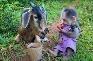 хабиб в детстве с будущей женой