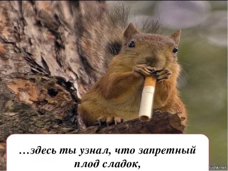 Ислам и интерес к сексу в интернете