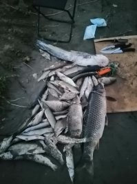 Пришлось тут недавно поработать над чиской рыбы)))