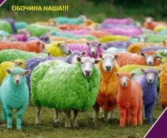 Дорожная педагогика из Санкт-Петербурга