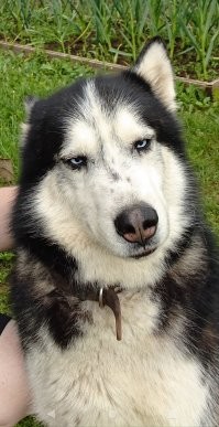 Котяра строит уморительные выражения мордочки