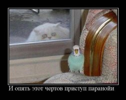 Когда у тебя паранойя: наглядные примеры психоза, в которых вы узнаете себя