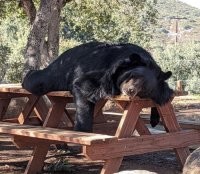 Отдыхает после токго, как слопал туристов
