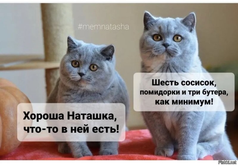 Солянка от 13.11.2021