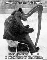 20+ забавных кадров с медведями, которые вызывают улыбку