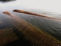 Колонны для Исаакия не довезли