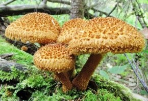 Тоже вроде как в Красной... Но вкусный гриб, мясистый... Чешуйница...