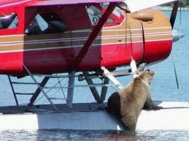 Медведи - всегда такие медведи 