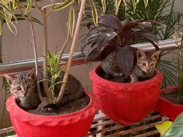 Рассада тигра