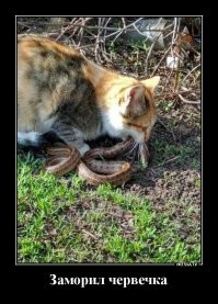 Праверачная слова червек.