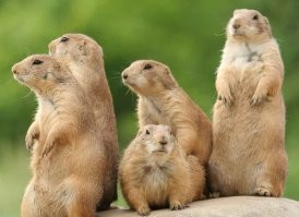 И только земляные белки категорически против этой программы