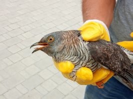 В августе у нас кукушонок-слёток кукушку себе об оконное стекло чуть не разбил. По неопытности со всего маху в него башкой долбанулся. Пока сидел в себя приходил, кошка на него охоту устроила. Пришлось спасать. ))
