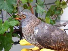 В августе у нас кукушонок-слёток кукушку себе об оконное стекло чуть не разбил. По неопытности со всего маху в него башкой долбанулся. Пока сидел в себя приходил, кошка на него охоту устроила. Пришлось спасать. ))